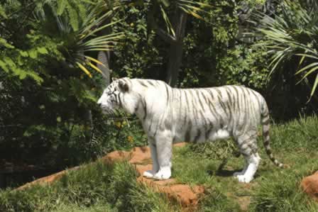 Jungle Park Tiger