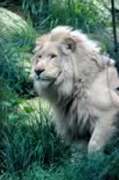 Jungle Park lion