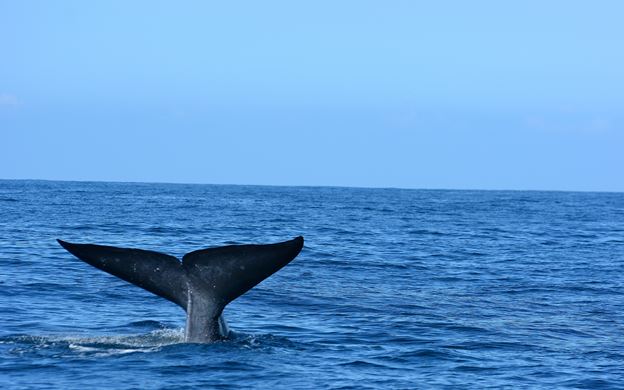 Whale Watching and Snorkeling