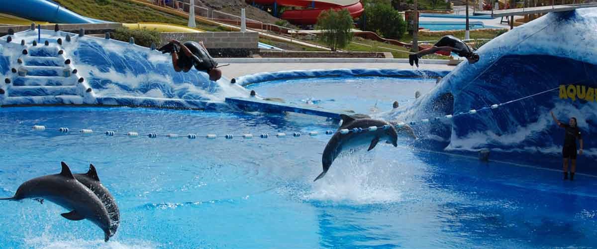 Aqualand - Dolphins