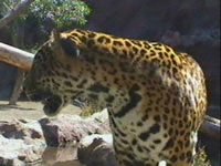 Loro Parque Photograph