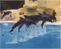 Loro Parque Photograph