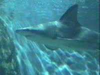 Loro Parque Photograph