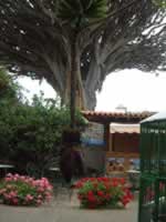 Drago Tree from Casa Drago Garden