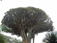 Drago Tree showing the top branches
