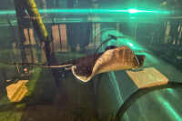 Shark Ray & Fish Aquarium