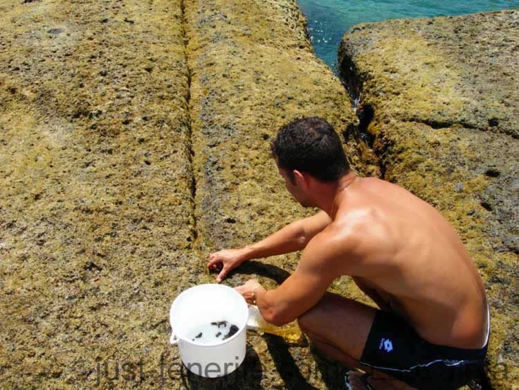 La Caleta Crab collecting for bait