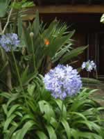 Blooms of flowers in the Casa Drago Garden