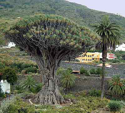 Icod de los Vino's Dragon tree