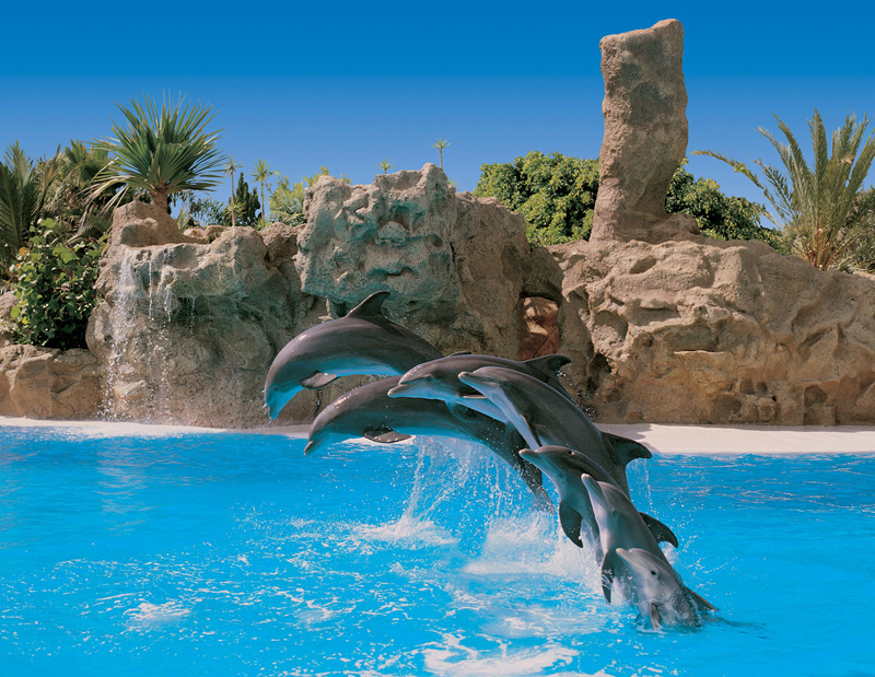 Loro Parque Dolphins